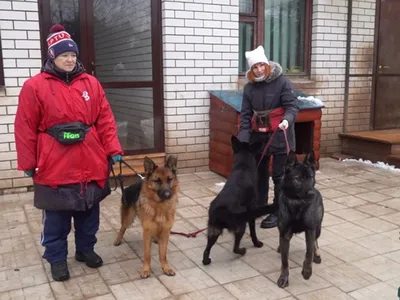 Служебные собаки пограничников получили защитную амуницию, фото / Фото /  Судебно-юридическая газета