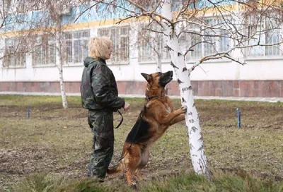 Из мощных бойцов в няшных песиков: служебные собаки ФСИН проявили себя на  состязании в Подмосковье