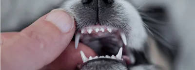 Смена зубов у собак фото фото