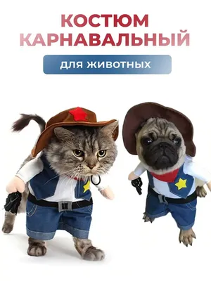 Удивительный кот, который делает селфи | Смешные фото кошек, Смешные фото  собак, Домашние животные юмор