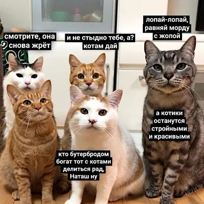 Смешные, позитивные фото кошек. Коты, которые рассмешат каждого 😂.  Интересная информация про кошек | Все про кошек | Дзен