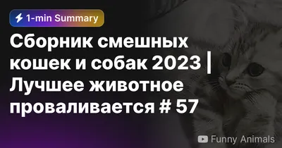 Сборник смешных кошек и собак 2023 | Лучшее животное проваливается # 57 —  Eightify