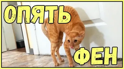 Смешные кошки и собаки 2019 Новые приколы с котами, смешные коты приколы  2019 funny cats animals #85 - YouTube