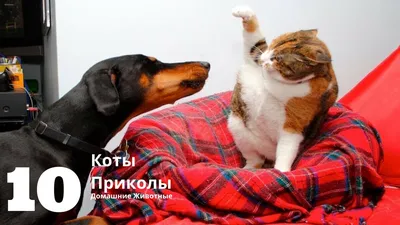 смешные коты » uCrazy.ru - Источник Хорошего Настроения