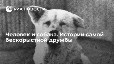 Человек и собака. Истории самой бескорыстной дружбы - РИА Новости,  30.07.2013