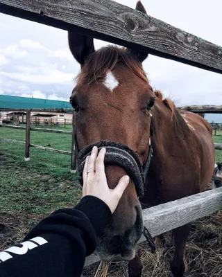 смешное серое лицо лошади на осеннем фоне природы с красочной осенней  листвой Фото И картинка для бесплатной загрузки - Pngtree