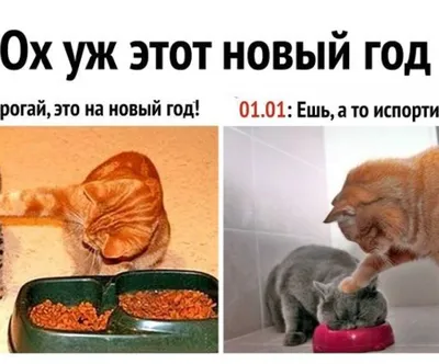 Новый Год :: праздник :: елка :: котэ (прикольные картинки с кошками) /  смешные картинки и другие приколы: комиксы, гиф анимация, видео, лучший  интеллектуальный юмор.