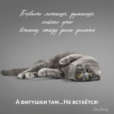 В воздухе повисла всеобщая усталость, и в нашем арсенале остались только  мемы с котами, собаками и капибарами, которые батонятся. А мы… | Instagram