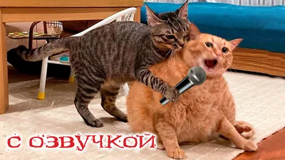 Приколы с котами! Смешные коты с ОЗВУЧКОЙ! СМЕШНЫЕ ЖИВОТНЫЕ 2022! Ржака до  слез – Доми шоу - YouTube