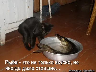 ПРИКОЛЫ С ЖИВОТНЫМИ ДО СЛЕЗ / Смешные КОТЫ 2021 / Приколы с КОТАМИ / Funny  ANIMALS video #20 - YouTube