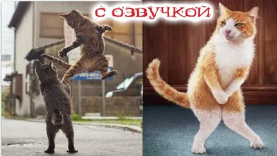 Смешные животные, которые умилят тебя до слёз