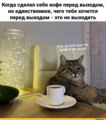 Смешные, позитивные фото кошек. Коты, которые рассмешат каждого 😂.  Интересная информация про кошек | Все про кошек | Дзен