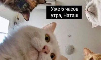 Смешные коты | Пикабу