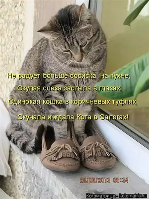 Приколы с котами! Смешные коты с ОЗВУЧКОЙ! СМЕШНЫЕ ЖИВОТНЫЕ 2022! Тест на  психику – Доми шоу - YouTube