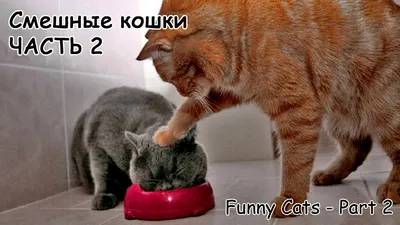 ПРИКОЛЫ С ЖИВОТНЫМИ ДО СЛЕЗ / Смешные КОТЫ 2021 / Приколы с КОТАМИ / Funny  ANIMALS video #14 - YouTube