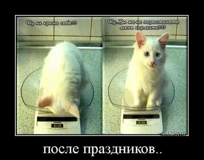 Коты 2022 смешные котики. Приколы с котами до слез. Funny cats tiktok  2022-2021 - YouTube