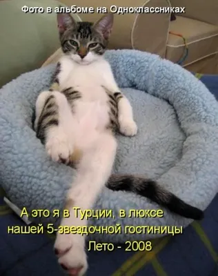 Смешные коты (15 фото)