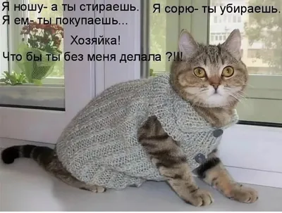 Смешные фото кошек с надписями до слез 😹😹😹Смешные фото кошек и котят  🐈Интересная информация про кошек | Все про кошек | Дзен