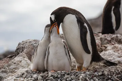 Смешные пингвины фото фото