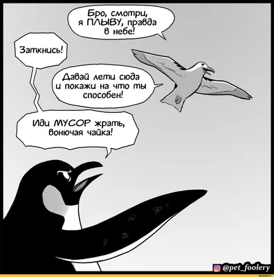 Летающий львёнок, обиженный пингвин и боевые кенгуру: названы самые смешные  фото животных