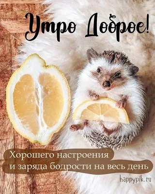 Позитивные картинки Доброе утро 😄 👇 - скачать | Доброе утро, Веселые  картинки, Котята