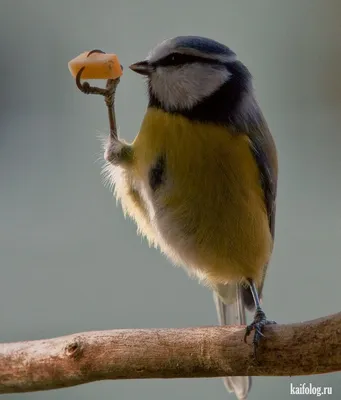 Wonderful Bird Photography by Jainy Maria | Смешные птицы, Фотография  питомца, Красивые существа