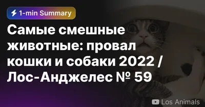 Смешные животные 1 – смотреть онлайн все 36 видео от Смешные животные 1 в  хорошем качестве на RUTUBE