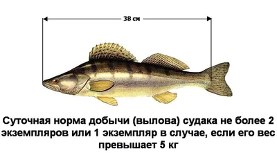 В Балаклаве поймали рыбака-живодера | ForPost