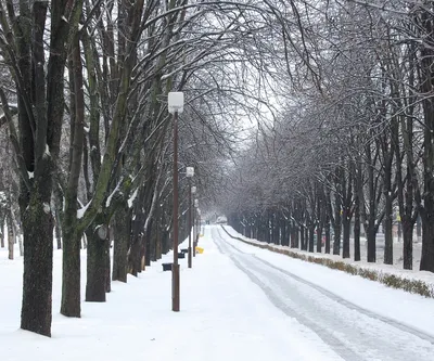 Картина Зима в Краснодаре, художник Наталья Дмитриева