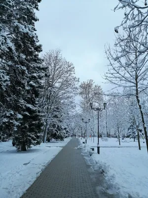 Появились свежие фотографии занесенного снегом парка Галицкого в Краснодаре  - Новости Сочи