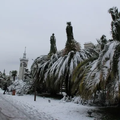 Снегопад в Сочи 18 февраля 2021: Страшная красота, но беда для водителей и  пешеходов - KP.RU