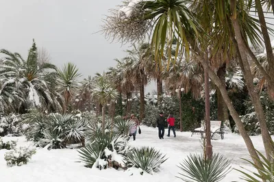 Сочи. Пальмы. Снег ❄️🌴 ⠀ 📸 @skk_sochinski | Instagram