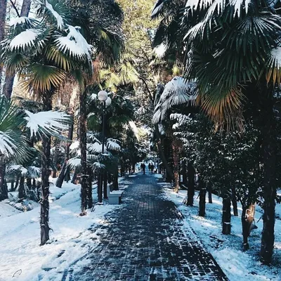 Снег в Сочи | Пикабу