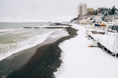 Зима в Сочи,пальмы в снегу,ветер…» — создано в Шедевруме