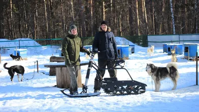 Снегоход(мото-собака)Ёрш.Торг. – купить в Барнауле, цена 30 000 руб.,  продано 22 сентября 2017 – Другое