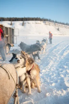 Купить Снегоход IRBIS DINGO T150 Б/У в Москве СО СКЛАДА