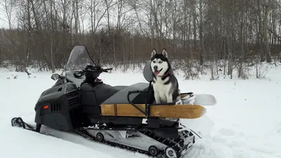 Cheapest snowmobiles! Moto snow dogs! - YouTube