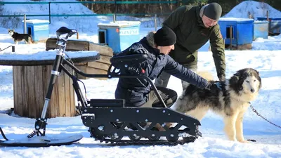 Снегоход и собака. | WWW.SNOWMOBILE.RU • Снегоходный форум