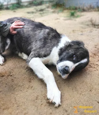 Пропал щенок алабая на Аральской улице, Челябинск | Pet911.ru