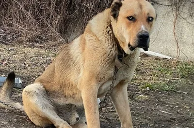 Пропала собака Алабай, белая с пятнами, Новороссийск | Pet911.ru