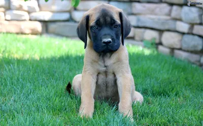 Файл:English Mastiff Image 001.jpg — Википедия