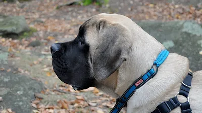 english #mastiff / #Mastiff #dog #canine #pet #cute | Mastiff welpen,  Hunde, Süße hunde