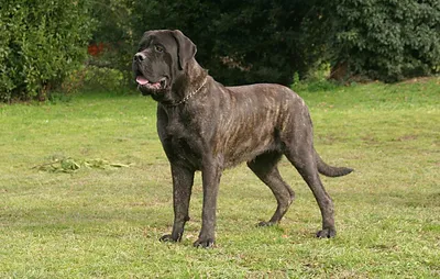 Файл:Mastiff 2.jpg — Википедия