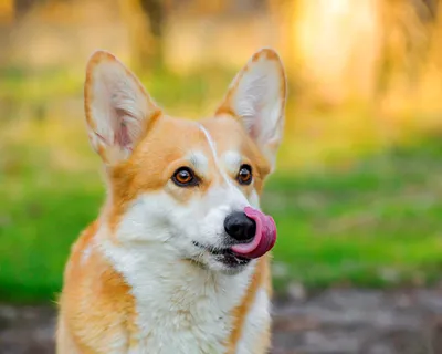 Животное собаки Corgi прекрасный Стоковое Фото - изображение насчитывающей  собаки, яркое: 185893378