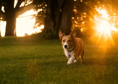 Собака вельш-корги пемброк: 🐕 фото, описание и характер породы