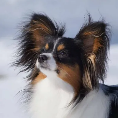 Папийон (Papillon) - маленькая, игривая и изящная порода собак. Фото,  описание, отзывы владельцев.