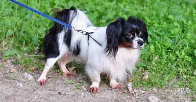 Папильон: описание породы, 🐕 характер, особенности собаки, фото,  содержание - ГульДог