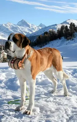 Сенбернар (Saint Bernard) - это порода собак известная во всем мире.  Описание, отзывы, фото породы.