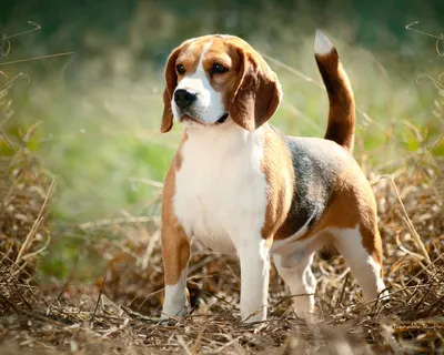 Бигль (Beagle) - это активная, дружелюбная и умная порода собак. Фото,  описание, отзывы.