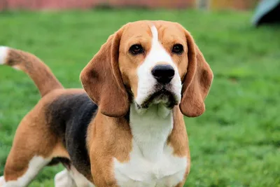 собака бигля на зеленой лужайке Бигль собаки Beagle Орегон пляжа Стоковое  Изображение - изображение насчитывающей прелестное, смотреть: 97476425